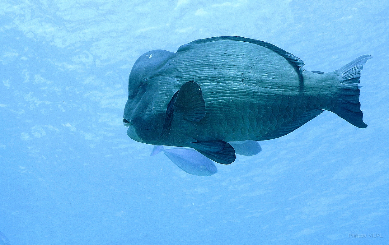 Sipadan_2015_Poisson perroquet a bosse_Bolbometopon muricatum_IMG_2186_rc.jpg